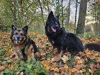 Kiwi und Okami  Bes.: Sändy Rechsteiner